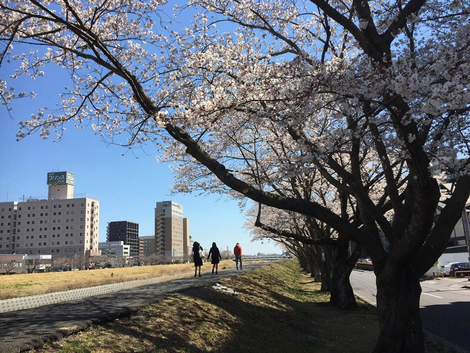 水戸桜